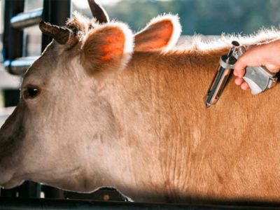 Proteja seu bovino e seu negócio