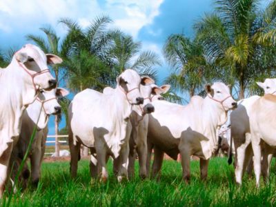 Previna seu gado contra a mastite bovina