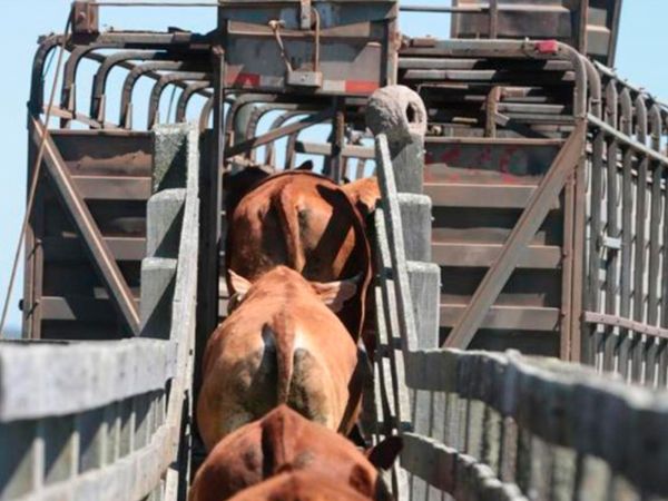 Mantenha a qualidade da carne durante o transporte de bovinos